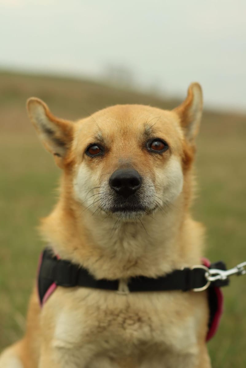 Naya