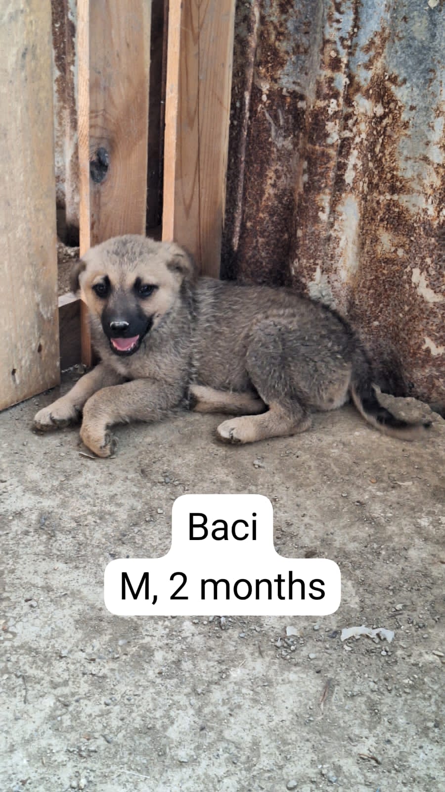 BACI