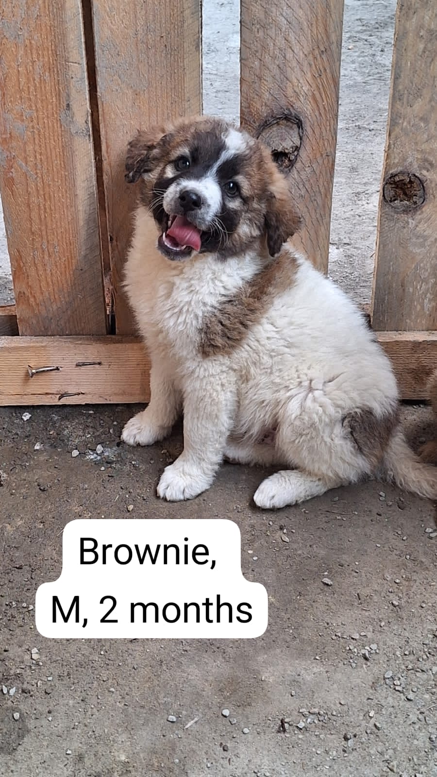 BROWNIE