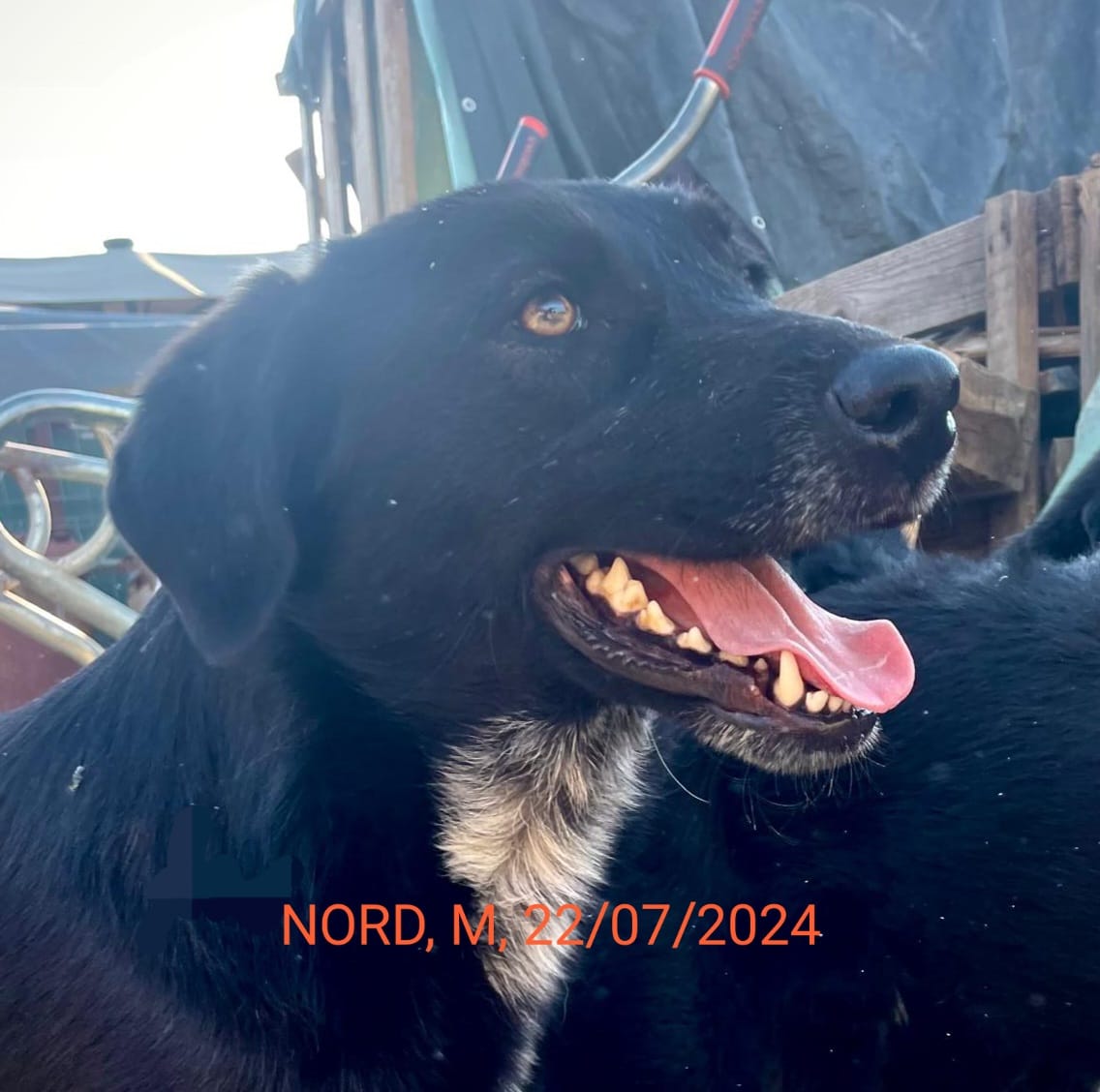 Nord