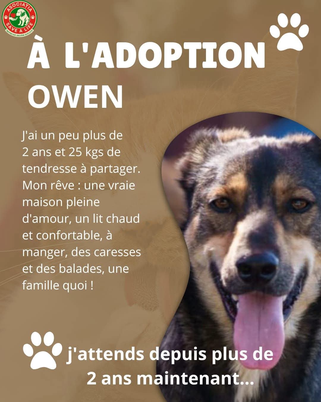 OWEN À L'ADOPTION : L'INVISIBLE QUI NE DEMANDE QU'À ÊTRE AIMÉ ❤️❤️❤️