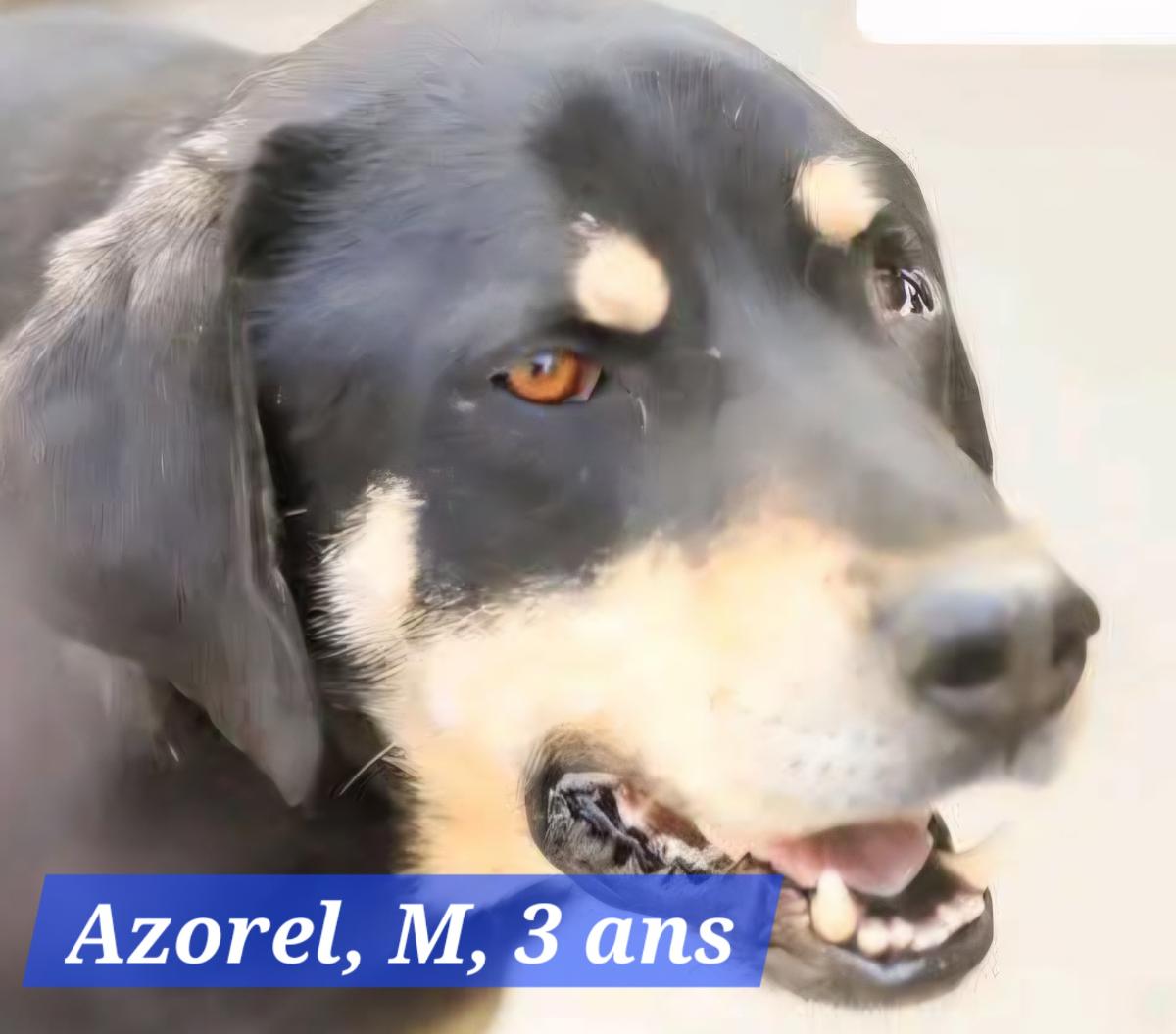AZOREL