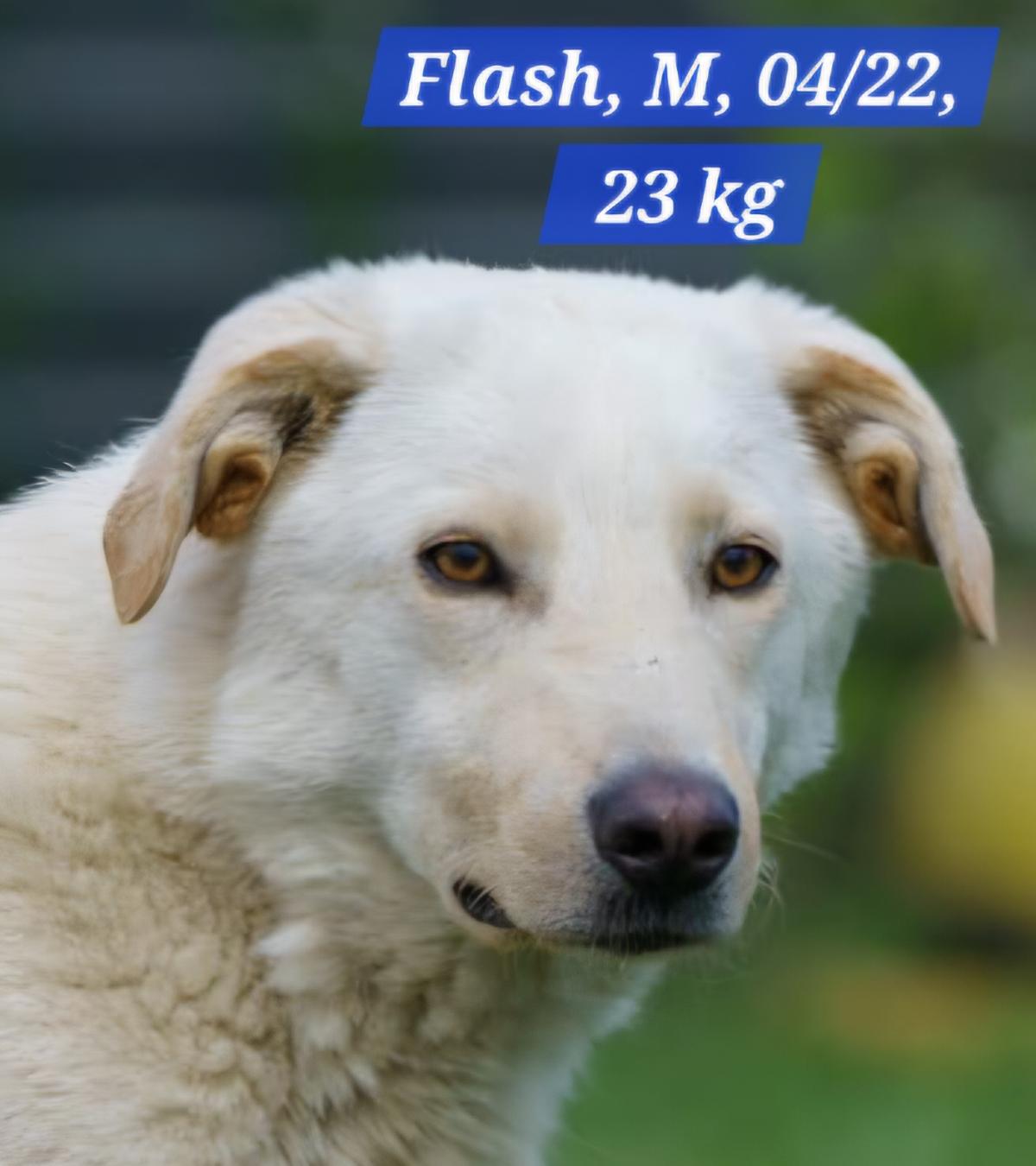 FLASH