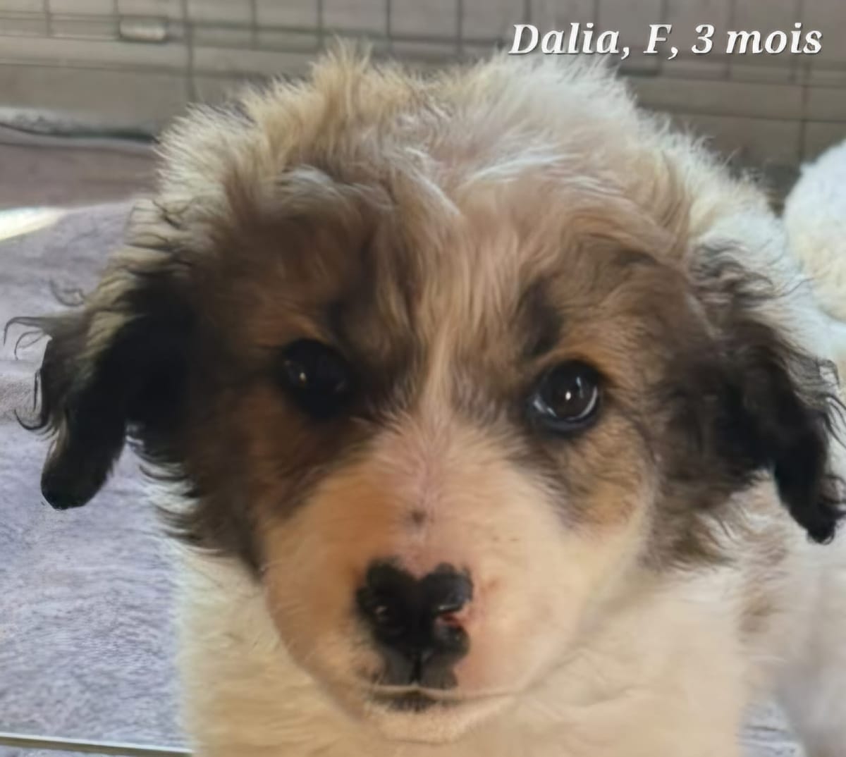 DALIA