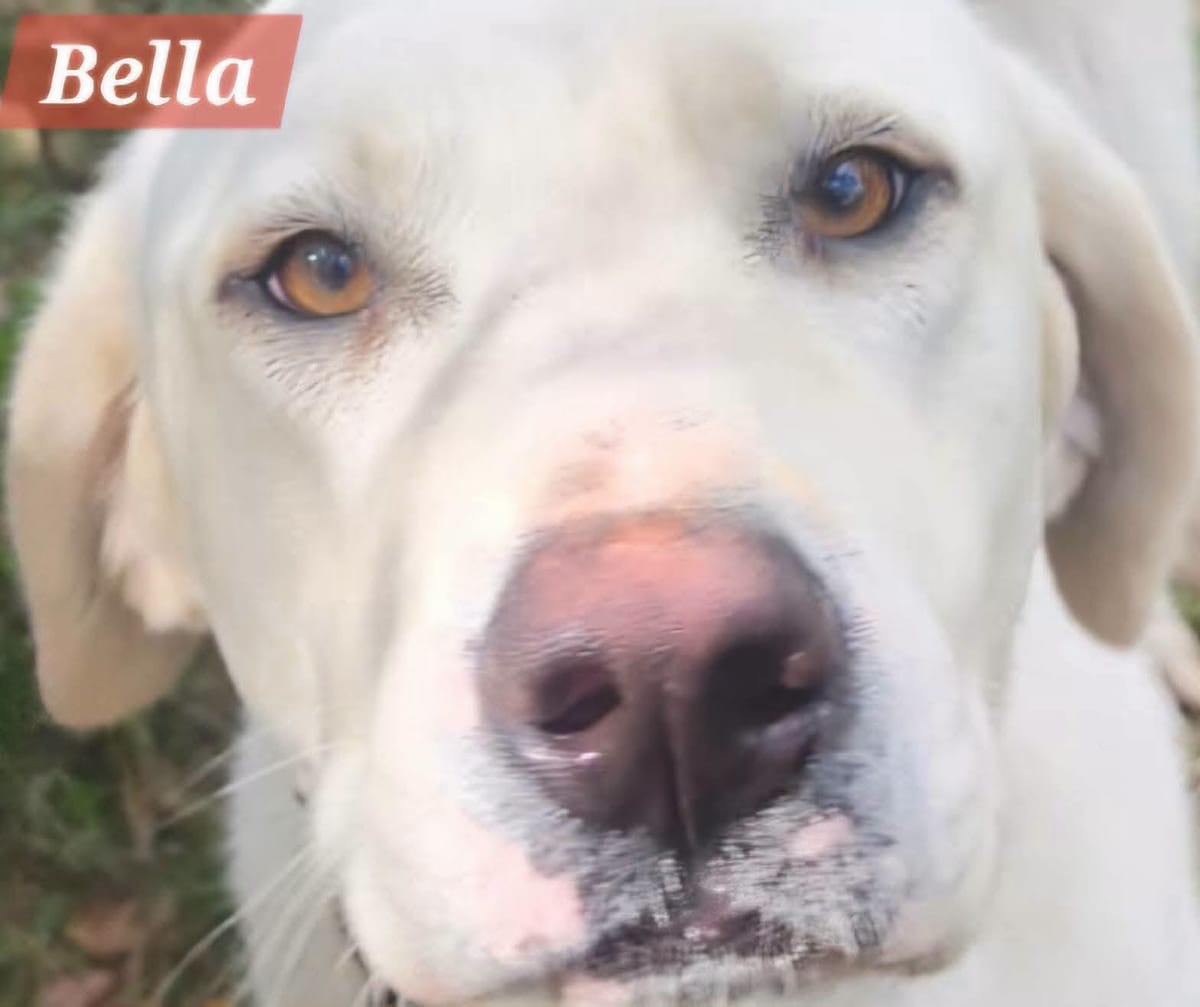 BELLA