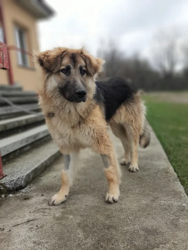 BELLA