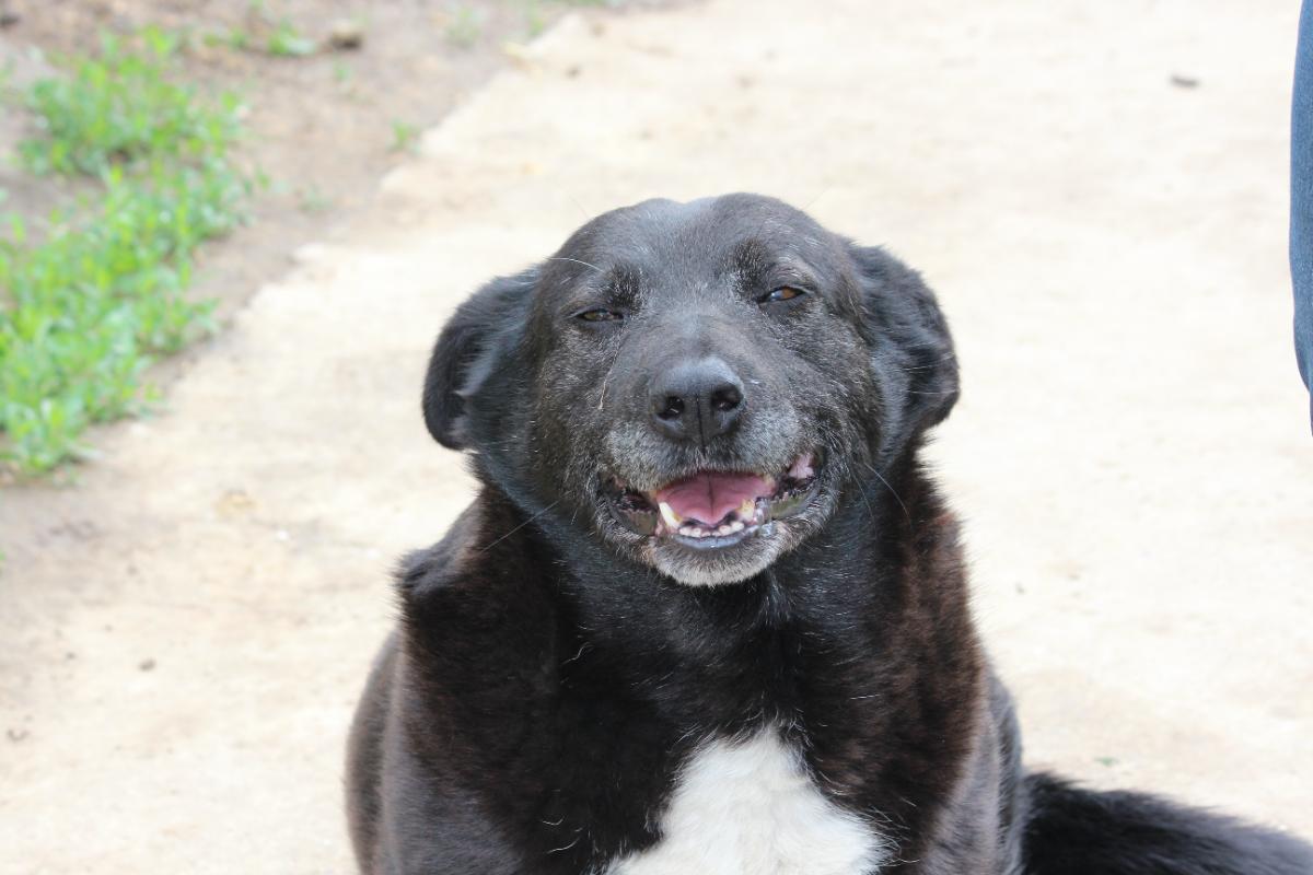 TONKA male 