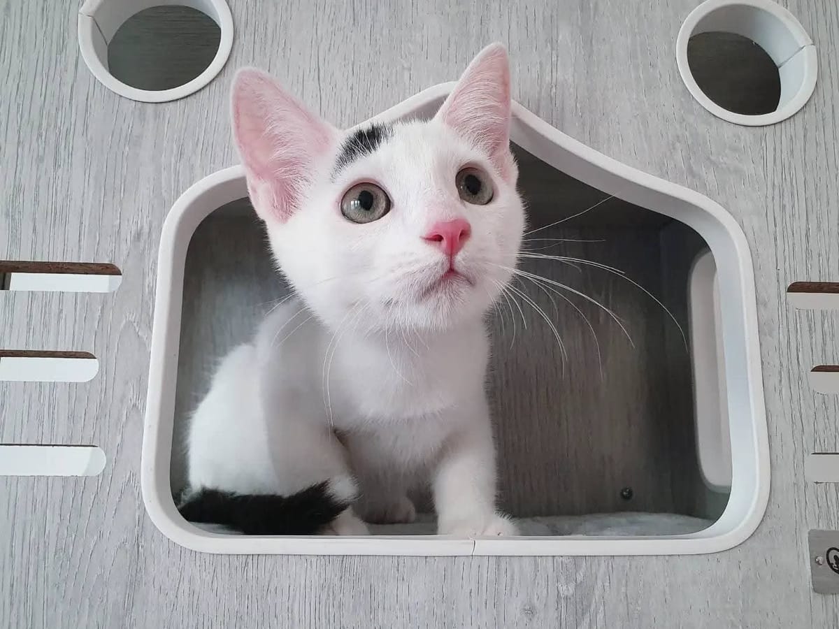 Shiro