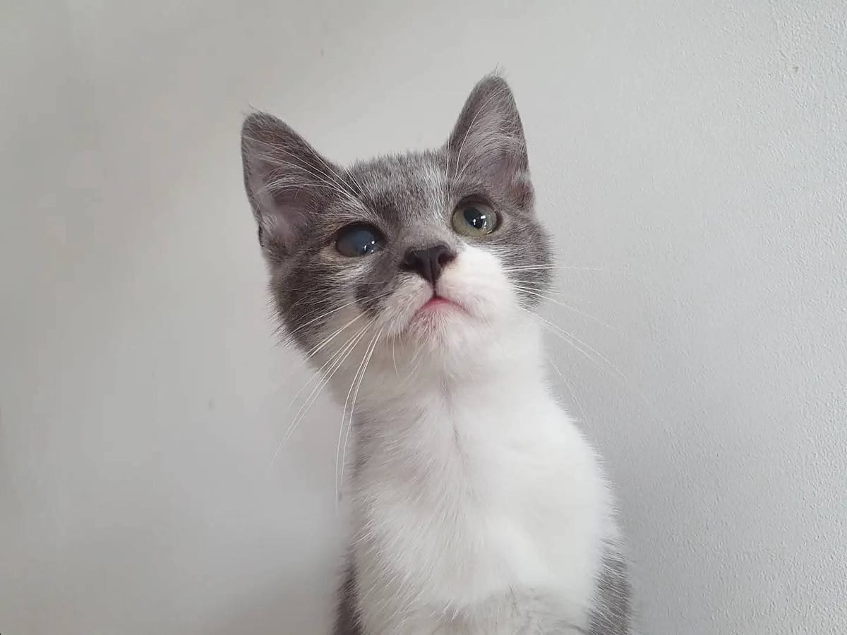 Odin 