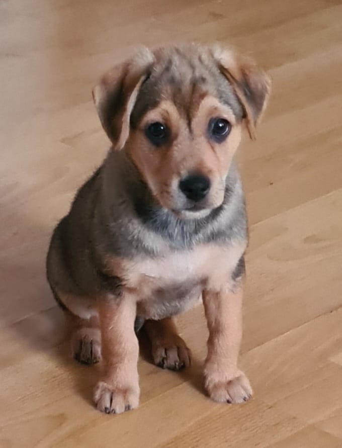 Toby