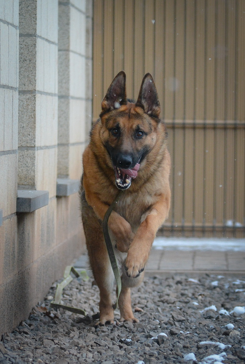 Odin