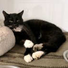 Figaro