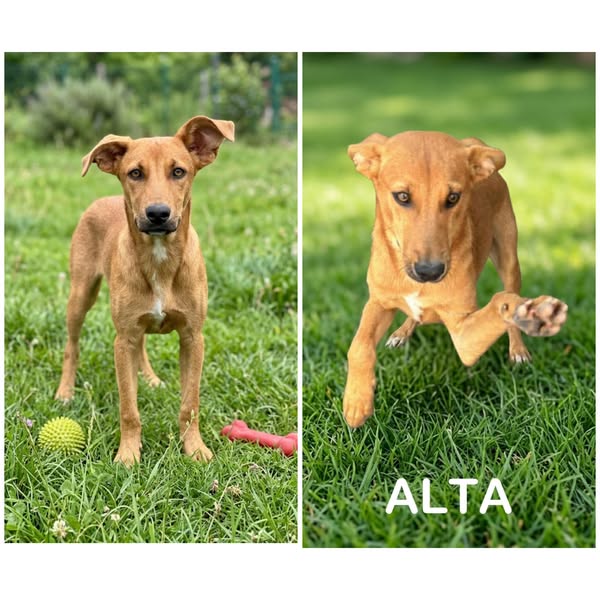 Alta