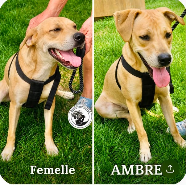 Ambre