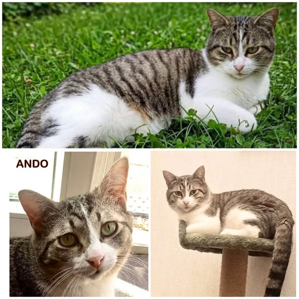 Ando