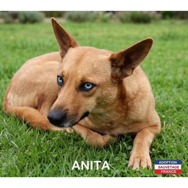 Anita