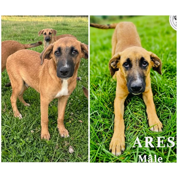 Ares