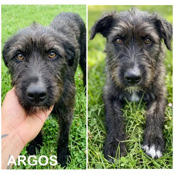 Argos