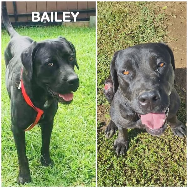 Bailey