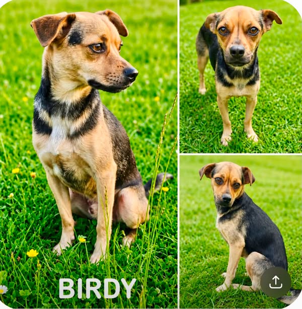 Birdy