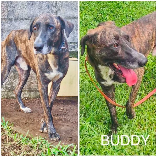 Buddy