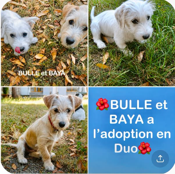 Bulle