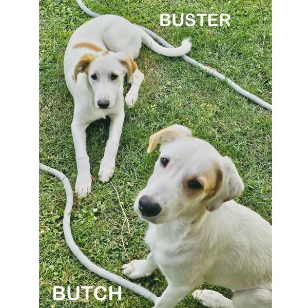 Buster