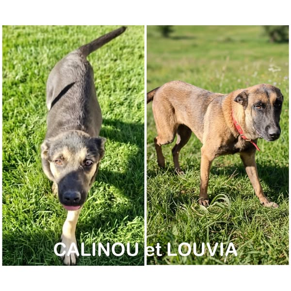 Calinou