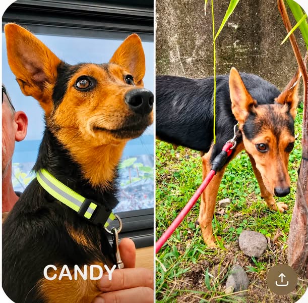 Candy