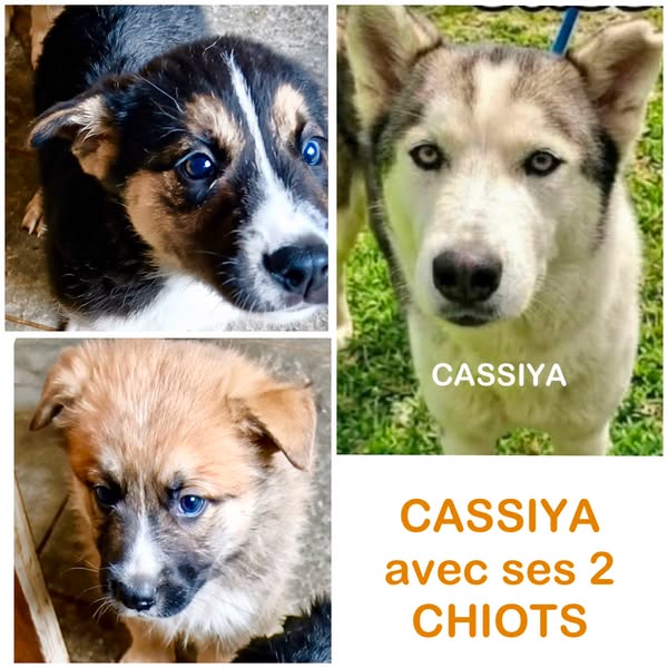 Cassiya