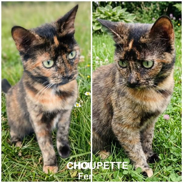Choupette