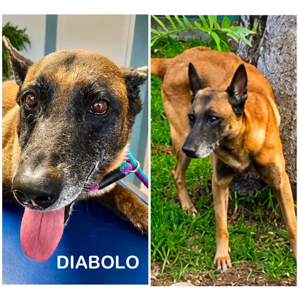 Diabolo