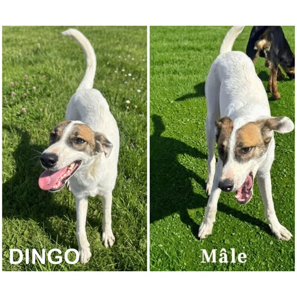 Dingo