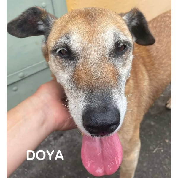 Doya