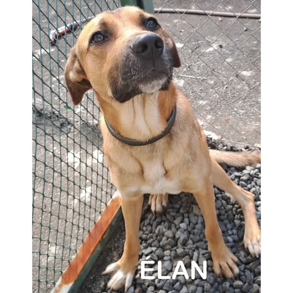 Élan