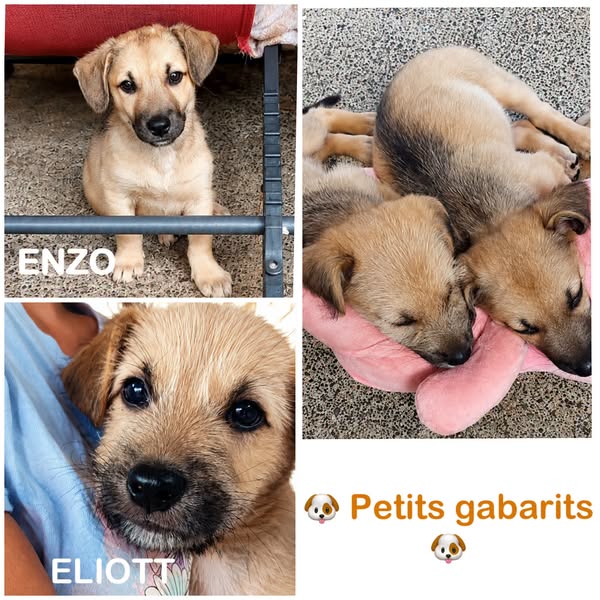 Eliott