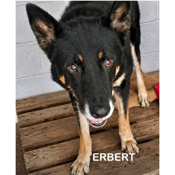 Erbert
