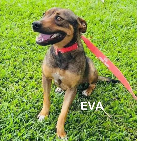 Eva