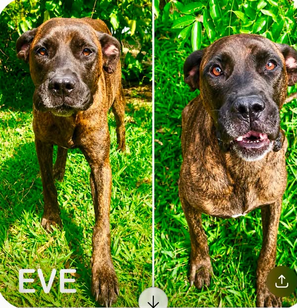 Eve