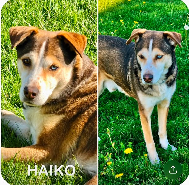 Haiko
