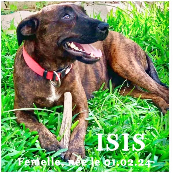 Isis