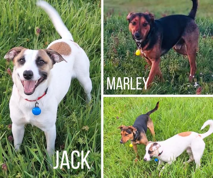 Jack