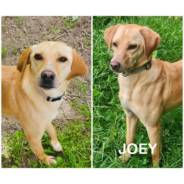 Joey
