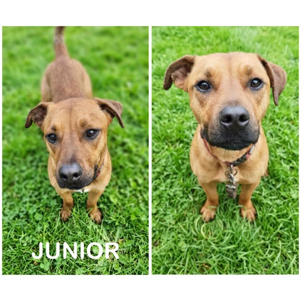 Junior