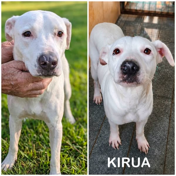 Kirua