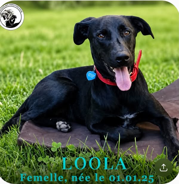 Loola