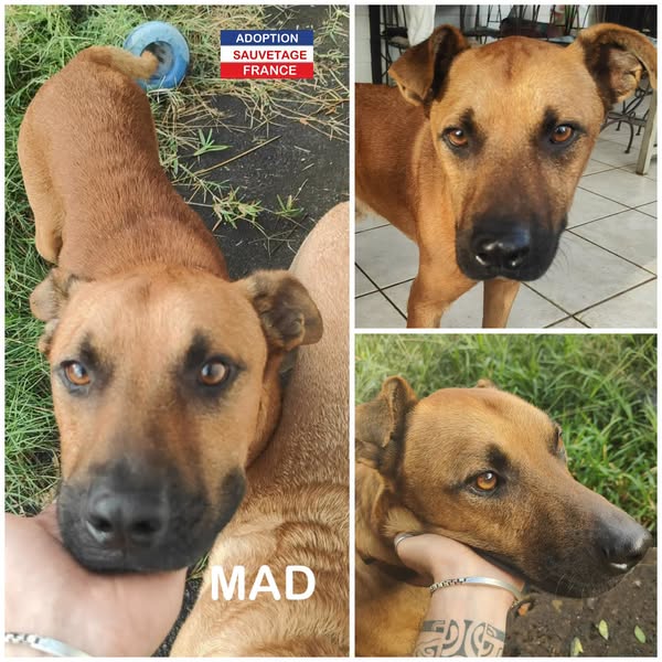 Mad