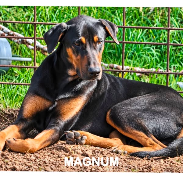 Magnum