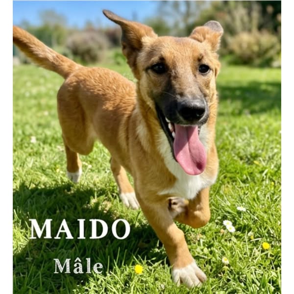 Maïdo