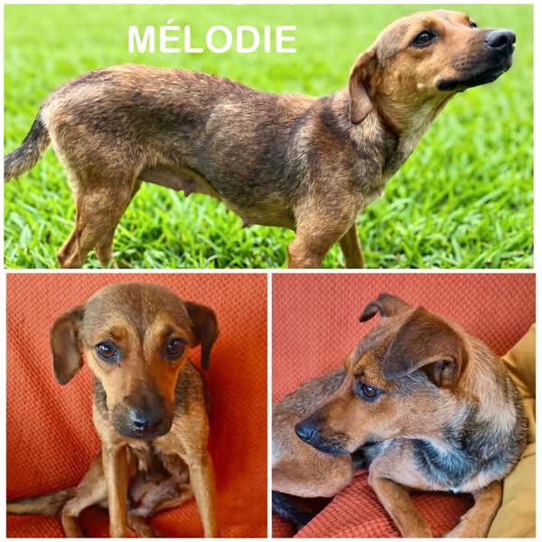 Mélodie